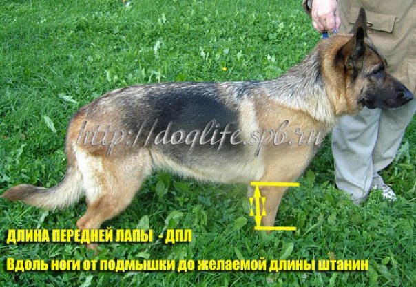 Пошив одежды для собак санкт Пошив одежды для собак санкт